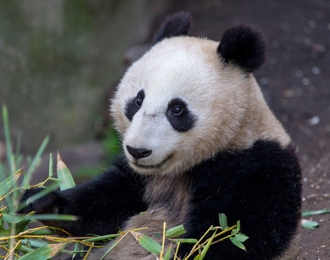 San Diego Zoo Successfully bred giant pandas from China
