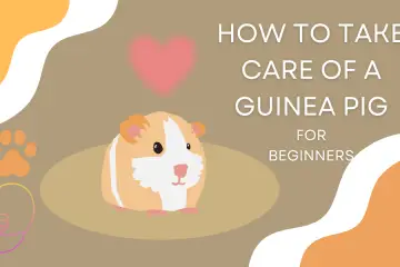 Beginner Guide How to Take Care of a Guinea Pig