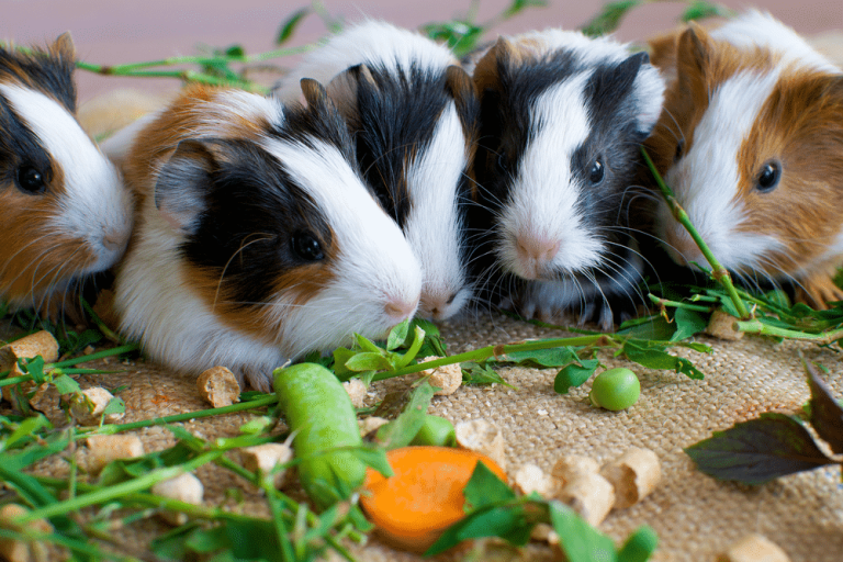 Should You Really Be Feeding Peas To Your Guinea Pig