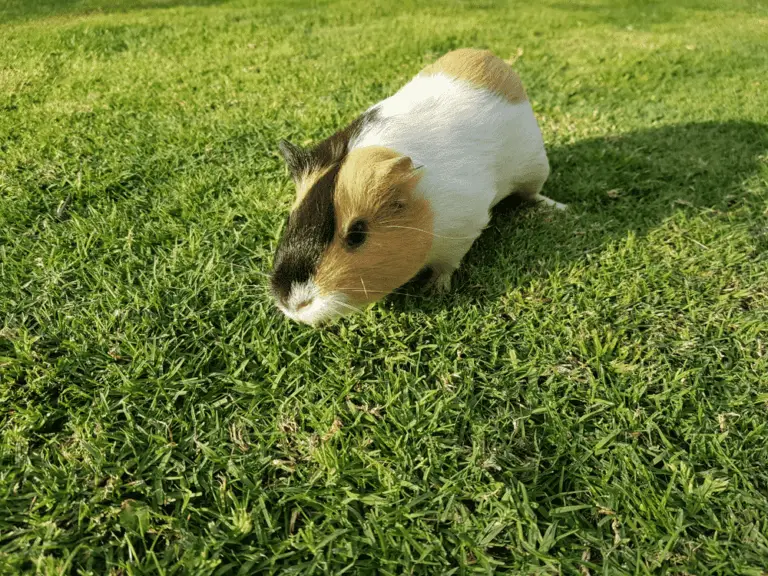 Are Guinea Pigs Good Pets