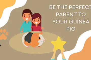 How to Take Care of Your Guinea Pig & Be the Perfect Parent to Them