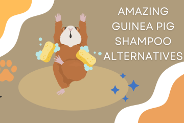 The Amazing Guinea Pig Shampoo Alternatives Natural Recipes