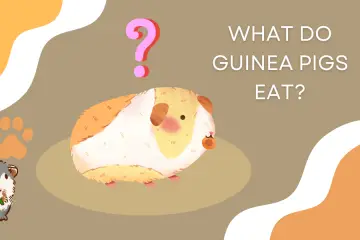 What Do Guinea Pigs Eat