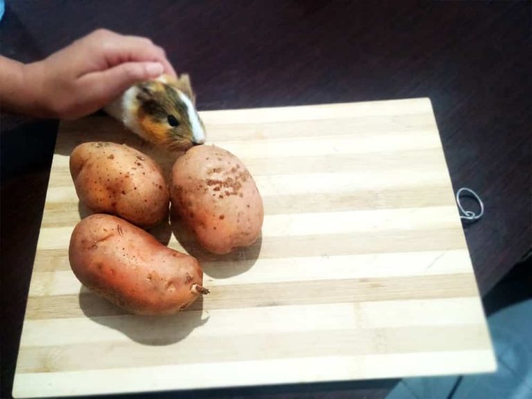 can guinea pig eat potatoes