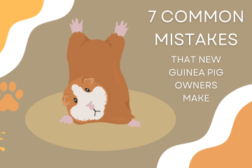 7 common mistakes that new guinea pig owners make