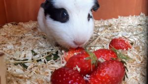 Can Guinea Pigs Eat Strawberries