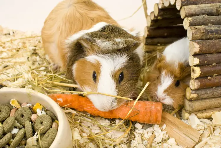 Common Mistakes Guinea Pig Owners Make