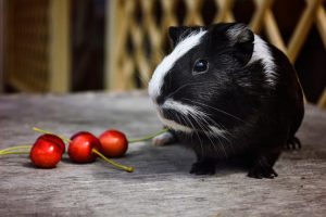 Guinea Pigs Eat Cherries