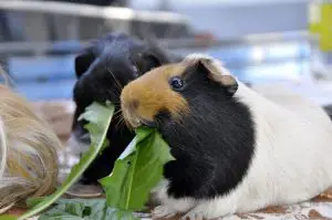 Guinea Pigs Eat Collard Greens
