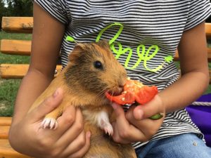 Guinea Pigs Eat Peppers