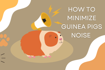 How To Minimize Guinea Pigs Noise At Night