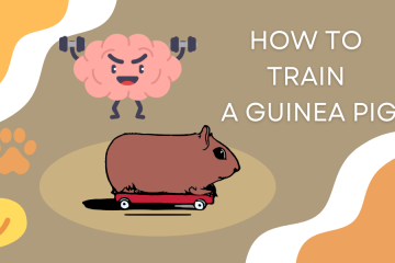 How to Train a Guinea Pig