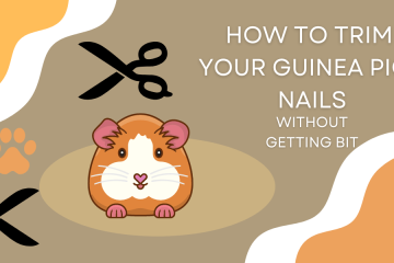 How to Trim Your Guinea Pigs Nails without Getting Bit