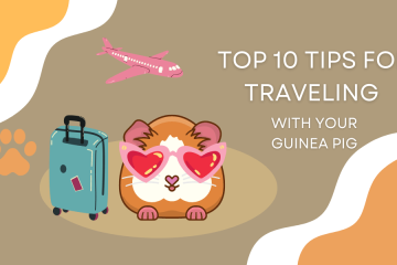Top 10 Tips for Traveling With Your Guinea Pig