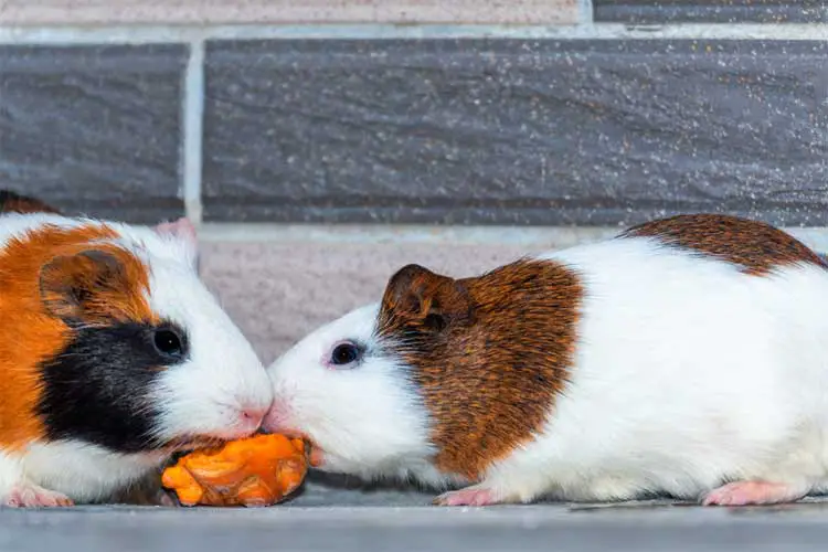 Why Guinea Pigs Bite Each Other