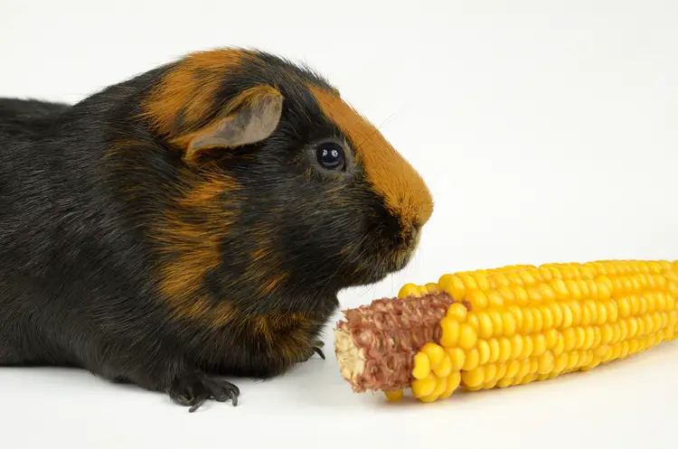 can guinea pigs eat corn
