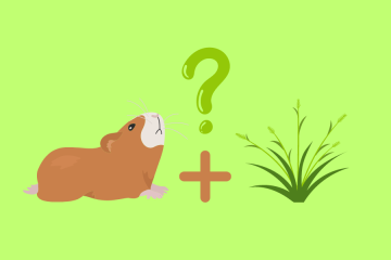 can i give my guinea pig grass instead of hay