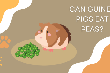 feeding peas to your guinea pig