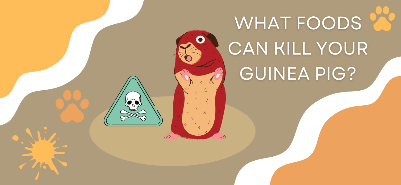 foods can kill your guinea pigs