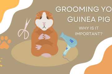 grooming guinea pig