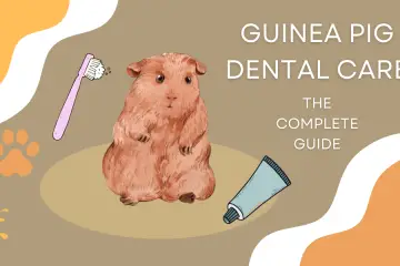 guide to guinea pig dental care