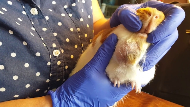 Guinea pig with tumors on his body