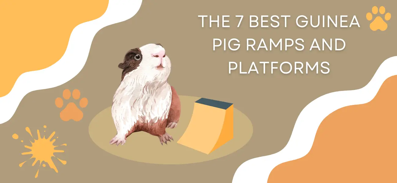guinea pig ramps, platforms
