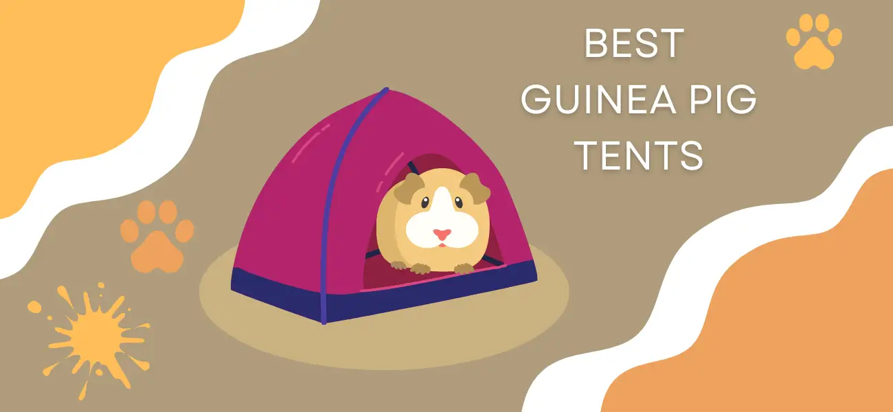 guinea pig tent