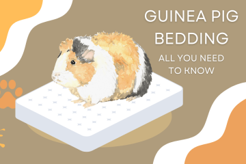 guinea pigs bedding