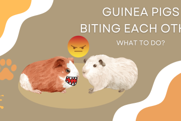guinea pigs bite each other