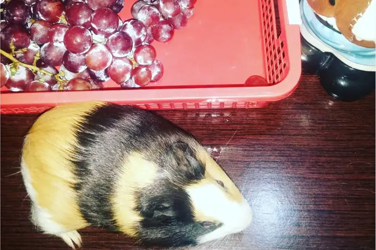 guinea pigs grappes
