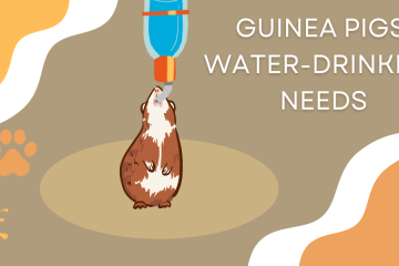guinea pigs water drinking