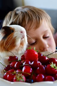 my child feed cherries to guinea pigs