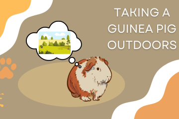 take a guinea pig outdoors