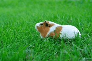 take a guinea pig outdoors