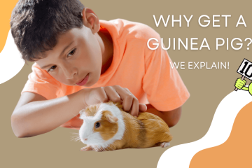 top 10 reasons why you should get a guinea pig
