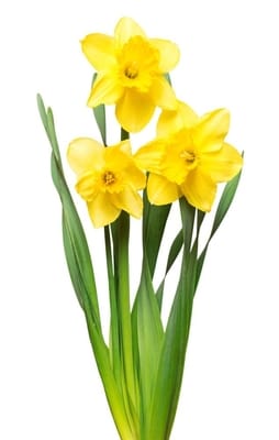 Can cavies eat Daffodils
