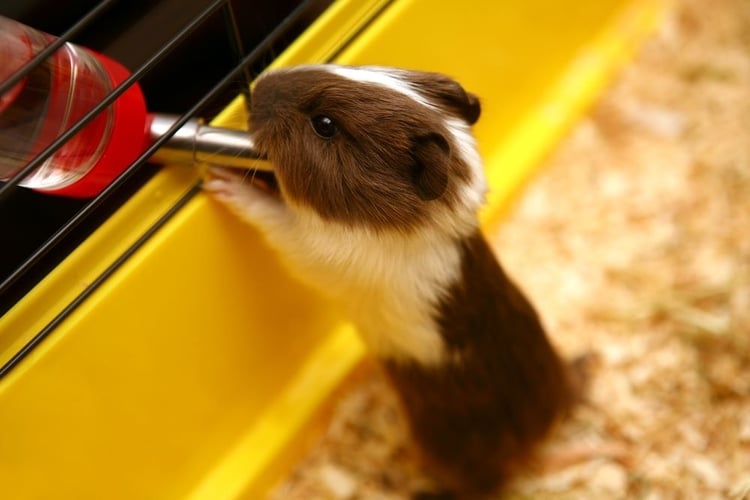 Do Newborn guinea pigs drink water