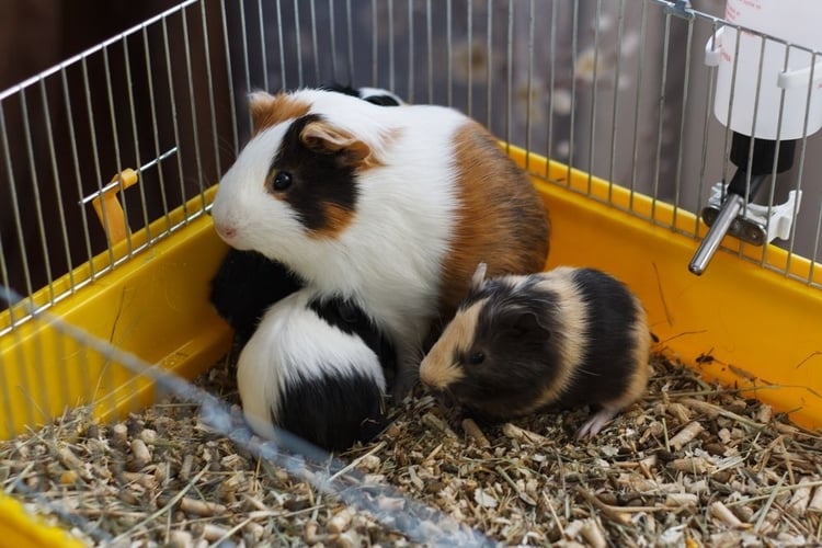 Essential Things You Should Learn About Guinea Pigs Babies