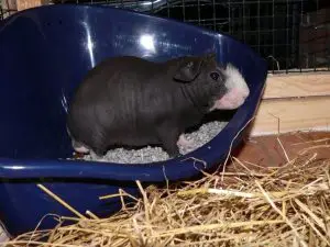 Guinea Pig Poop