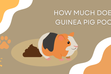 How Much Does A Guinea Pig Poop
