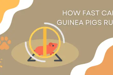 How fast can guinea pigs run