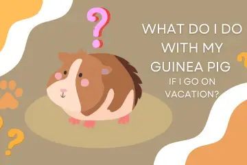 What Do I Do With My Guinea Pig If I Go On Vacation