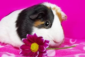 What Flowers Can Guinea Pigs Eat