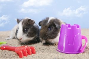 What to do with your guinea pig while on vacation