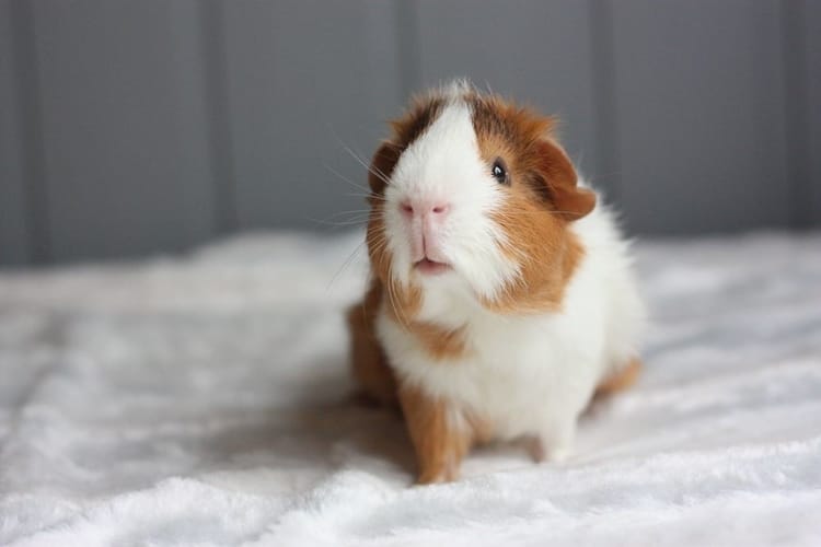Why Do Guinea Pigs Chirp