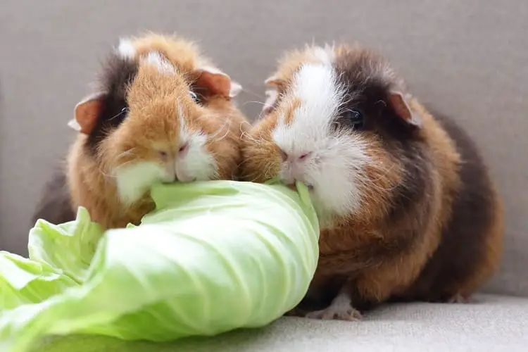 can guinea pig eat cabbage