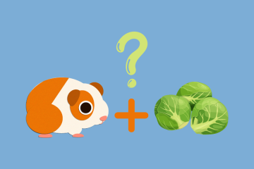 can guinea pigs eat brussel sprouts