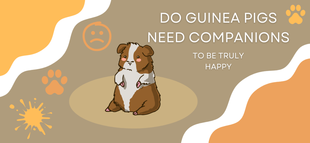 do guinea pigs need companions