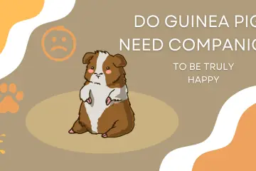 do guinea pigs need companions